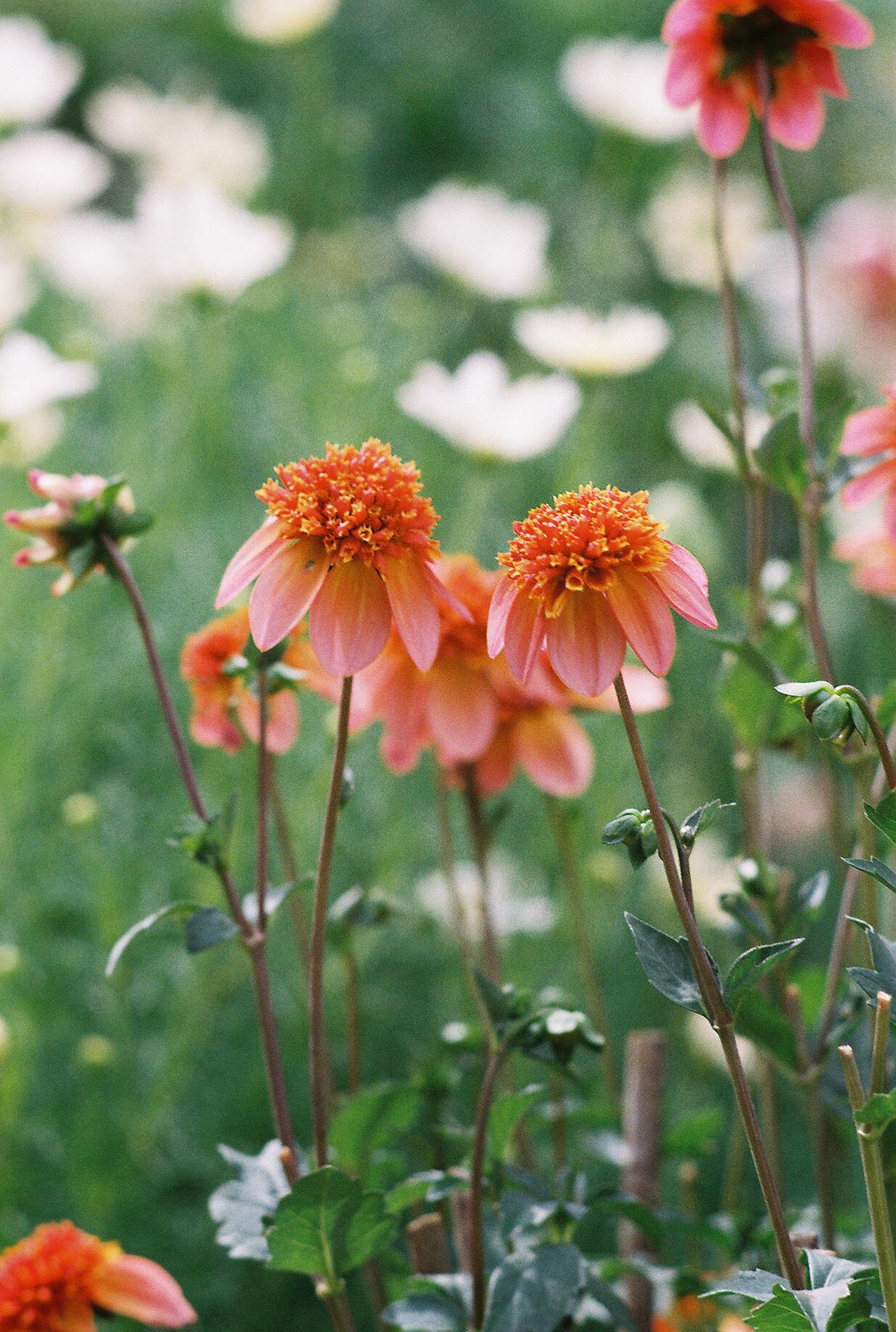 Small pink and orange flowers
