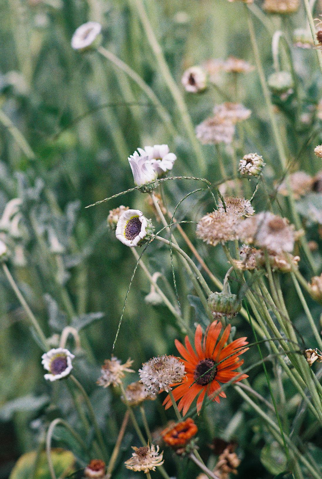 Mixed flowers and grass