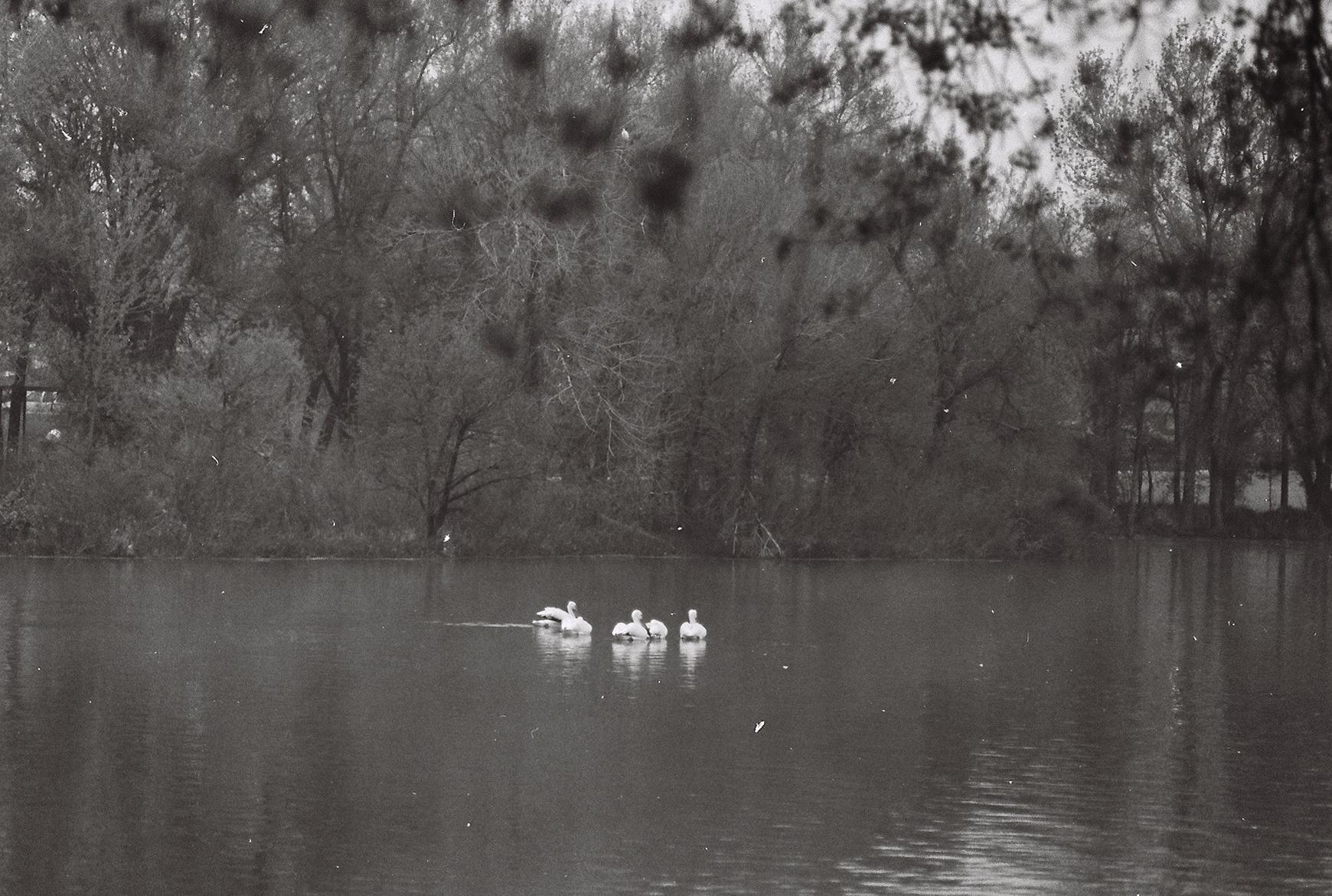 Swans on the morning lake