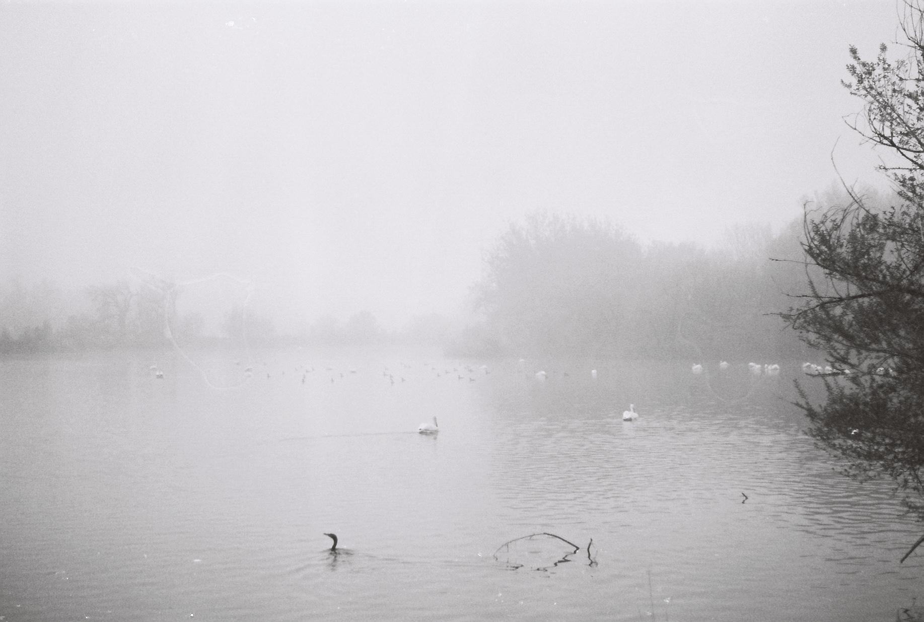 Birds on the fog covered lake