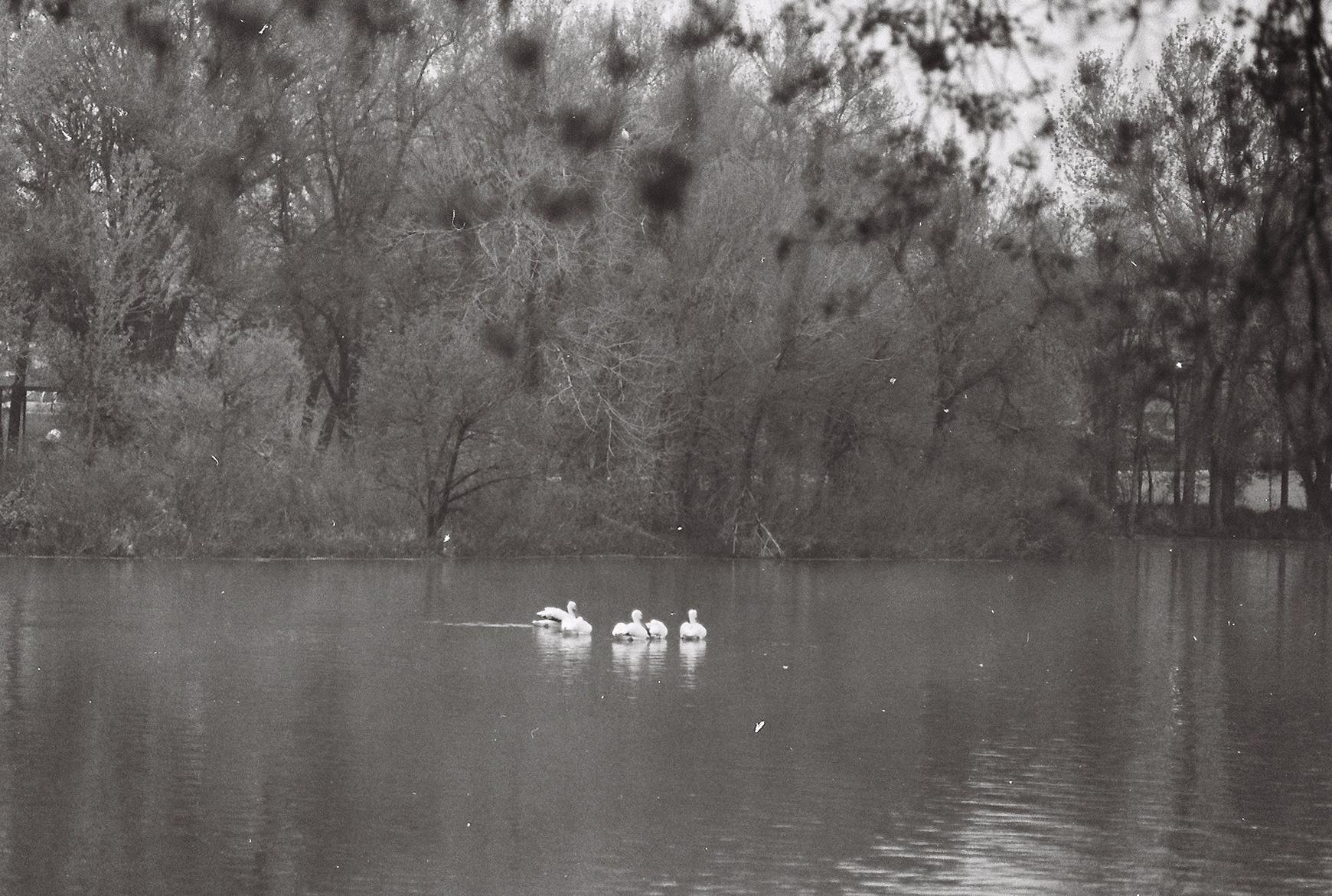 Swans on the morning lake